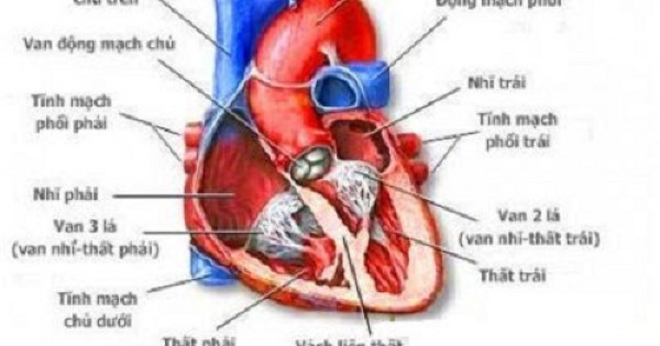Tình trạng hệ tim mạch và những biện pháp phòng ngừa