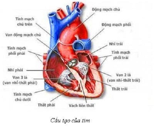 Mô hình giải phẫu hệ tim phổi trong lồng ngực