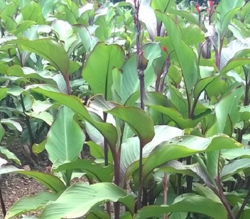 Cây Dong riềng đỏ trồng ở Thái Nguyên