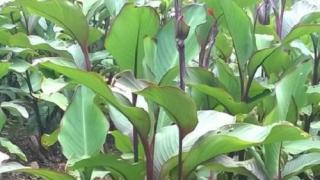 Nghiên cứu xác định độc tính bán trường diễn của dịch chiết từ Dong riềng đỏ trên thỏ