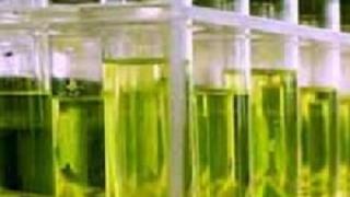 Hàm lượng các hoạt chất sinh học trong cây Dong riềng đỏ