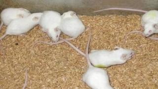 Kết quả nghiên cứu độc tính cấp Dong riềng đỏ trên chuột