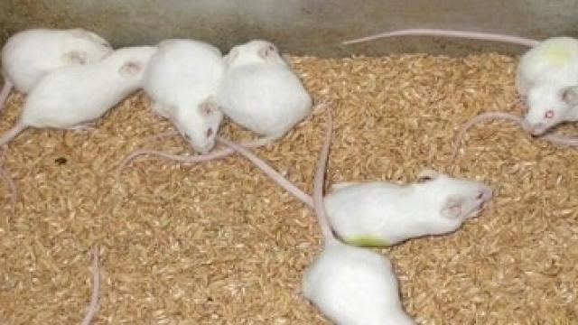 Kết quả nghiên cứu độc tính cấp Dong riềng đỏ trên chuột