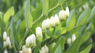 Ngọc trúc- Vị thuốc cường tim, mạnh tâm khí