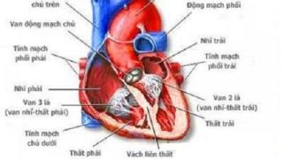 Cấu tạo của hệ tim mạch và các vai trò quan trọng