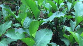 Thành phần hoạt chất chính trong cây Dong riềng đỏ chữa bệnh mạch vành