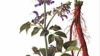 Dong riềng đỏ kết hợp Đan sâm - thuốc nam của người Việt