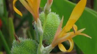 Khái quát về thực vật học họ Dong riềng Cannaceae