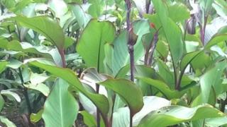 Bất ngờ với tác dụng của cây dong riềng đỏ hỗ trợ chữa trị bệnh mạch vành